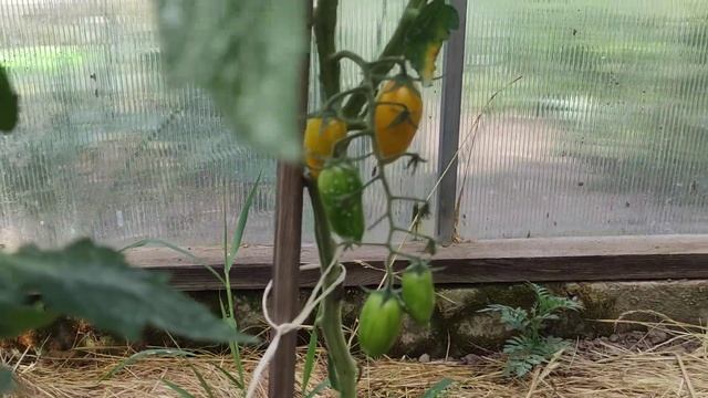 Поспевают первые томаты 6 июля 2022. Томат Зелёная тайна личинки, Миднайд, Котя, Ваше Благородие. смотреть онлайн