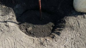 КАК ПРАВИЛЬНО САЖАТЬ САЖЕНЕЦ СЛИВЫ ВЕСНОЙ 31.03.2019.