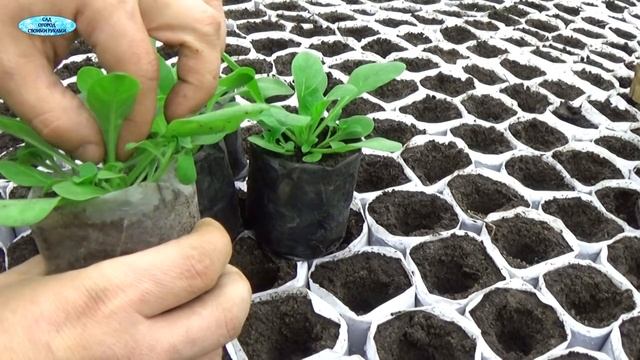 СРОЧНО ПРИЩИПНИТЕ СВОЮ ПЕТУНИЮ ДЛЯ ПЫШНОСТИ ТАКИМ СПОСОБОМ!!! смотреть онлайн