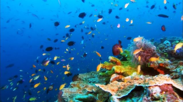 Люблю этот Мир! :-) смотреть онлайн