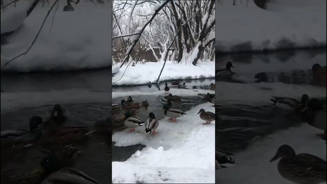 Диана пришла кормить уток. смотреть онлайн