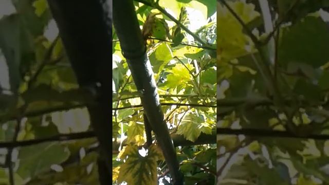 ЧАЙОТ-мексиканский огурец смотреть онлайн