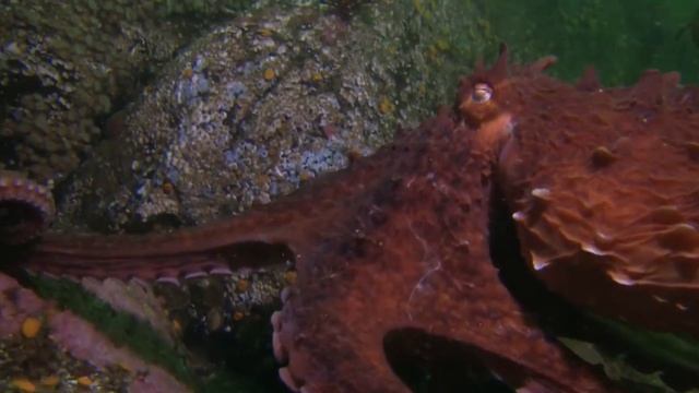 LEARN SEA ANIMAL NAMES Dolphin Toys For Kids смотреть онлайн