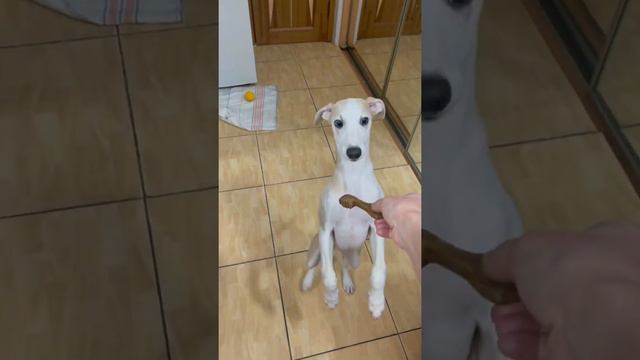 Уиппет Локи 3 месяца three months old whippet смотреть онлайн