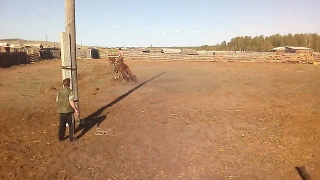 Обучение лошадей в Бурятии смотреть онлайн