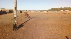 Обучение лошадей в Бурятии