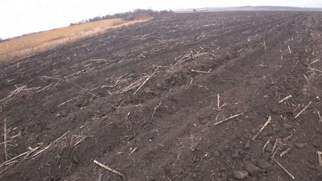 Охота на фазана, в Украине! Ходовая охота. С собаками на фазана. С лайкой по перу, шикарный трофей! смотреть онлайн