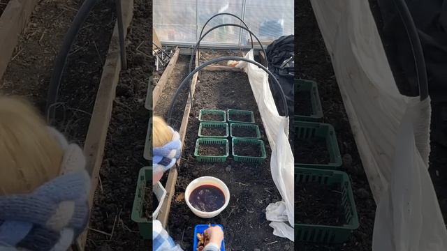 Гладиолусы💜 смотреть онлайн