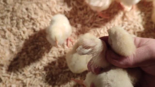 Цыплёнок - КУРИЦА или ПЕТУХ? смотреть онлайн