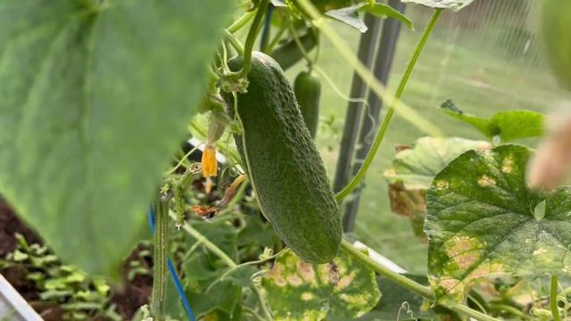 Дачная жизнь // Один день со мной 3 смотреть онлайн