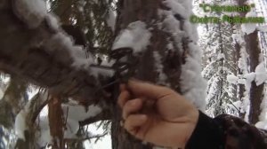 Усовершенствование гуманного капкана Агафонова