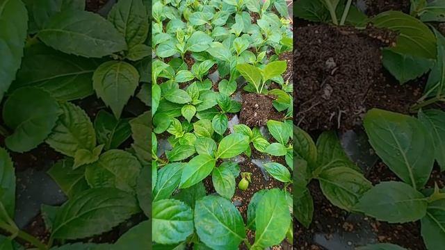 Гортензия Френч болеро укоренилась. смотреть онлайн