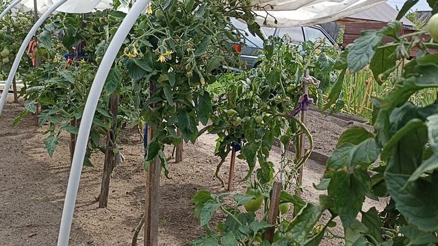 По ящичку в день, и то хорошо. 02.08.2024 г.