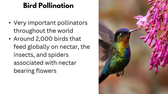 Science of...Pollinators смотреть онлайн