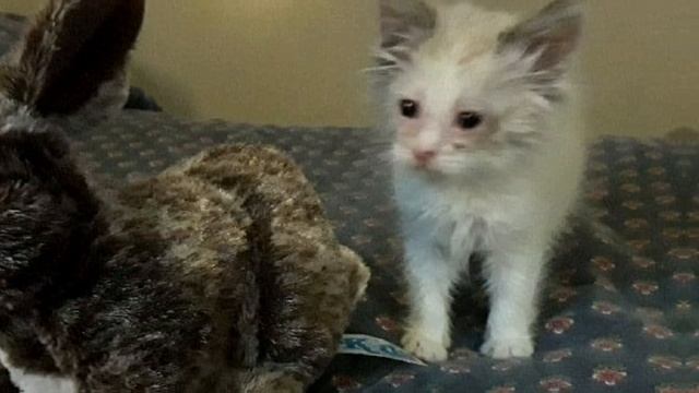 У маленького котенка вся мордочка была залита гноем. Все проходили мимо.. смотреть онлайн