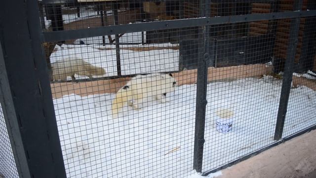 Предсказание Поздней весны от лисицы в парке флоры и фауны "Роев Ручей" смотреть онлайн