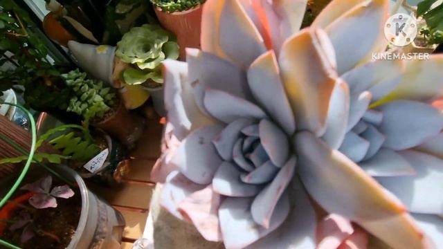 카시오적금 연등,에스메랄다 철화,백련,뫼비우스,소인제금,산딸기 UNBOXING 🎊🎉🎶💕😃😀산딸기는 아름다육정원 사장님이 선물로 보내주셨습니다 ~^^