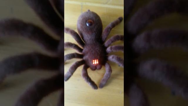 Мой живой паук тарантул ?!!!!