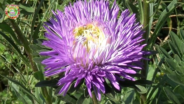 Вот этот препарат воскрешает растения сада, огорода, цветникаBiostimulator Radifarm for the flower смотреть онлайн