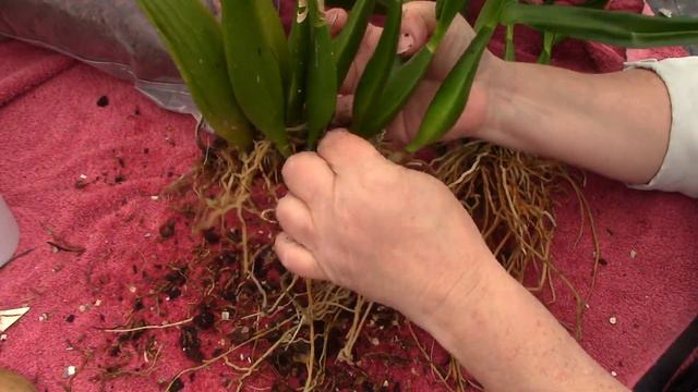 Divide & Repot Giant Cockleshell Orchid || In Bloom & Phrag Update смотреть онлайн