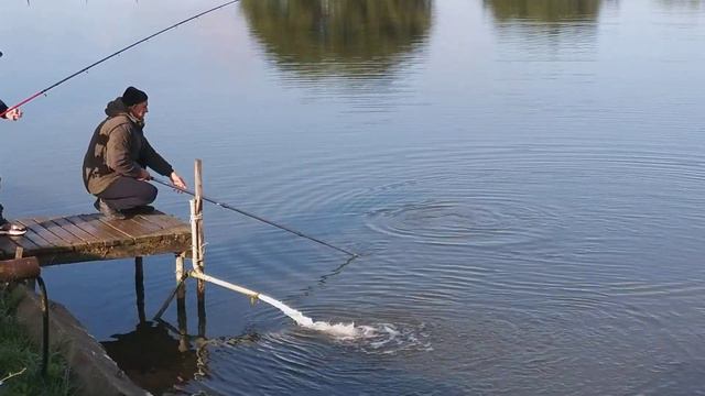 рыбалка рыбалка в подмосковье карп ловля карпа суперкарп белеутово karp fishing смотреть онлайн