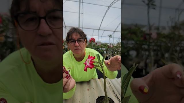 APRENDA A POLINIZAR ROSA DO DESERTO: ONDE COLOCAR O PÓLEN смотреть онлайн