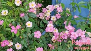 Роза Плезантри  Цветение. Rose Plaisanterie.