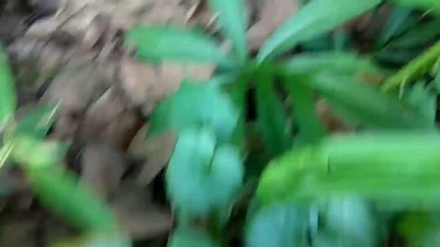 Berburu tanaman Keladi liar #Lasia spinosa #borneo #Ketapang #alocasia смотреть онлайн