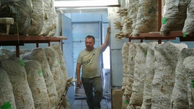 Выращивание грибов вешенка. Бизнес идея в гараже или подвале. смотреть онлайн