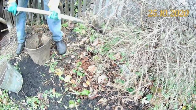 Осенняя посадка жимолости. Размножение жимолости прикорневой порослью в домашних условиях смотреть онлайн