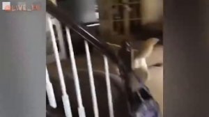 СМЕШНАЯ GOOGLE ОЗВУЧКА / БОЛЬШАЯ ПОДБОРКА МЕГА ВЫПУСК / ЛУЧШЕЕ / ЛУЧШИЕ ПРИКОЛЫ 2019