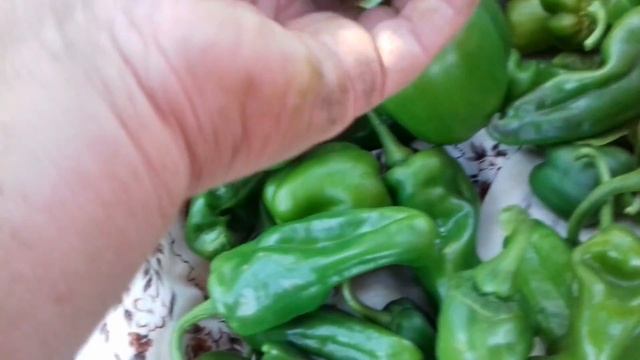 окончание сбора урожая овощей