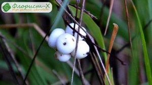 ? Цветок снежноягодник – посадка и уход в открытом грунте: выращивание и размножение снежноягодника