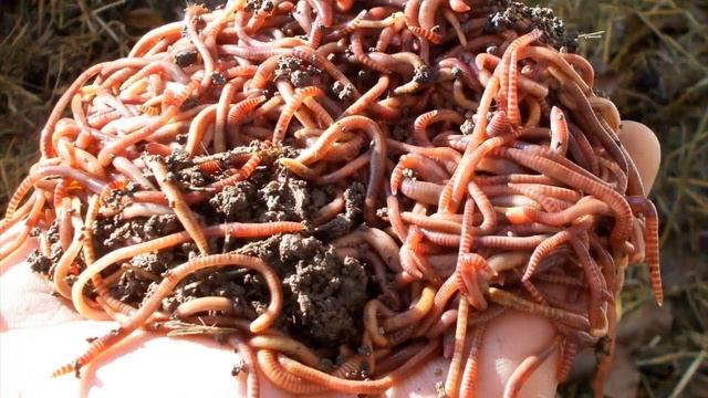 Простые и доходные бизнес идеи для села