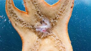 Интересные факты о морских звездах