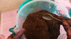 Кротон (кодиеум) скидывает листья?Реанимация?⚕️Пересадка?Обрезка✂️Небольшой обзор других кротонов?