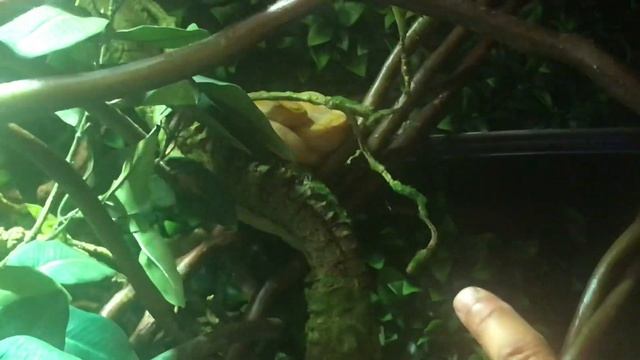 Superdwarf Reticulated Python Bioactive Enclosure смотреть онлайн