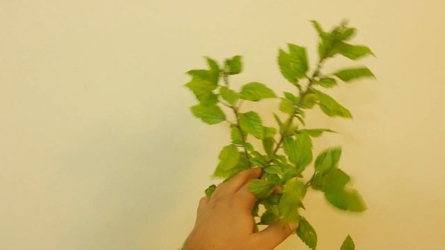 Realistic Flower Induction | Hibiscus Mango Dainty | No Flower or Bud Realization | No Problem смотреть онлайн