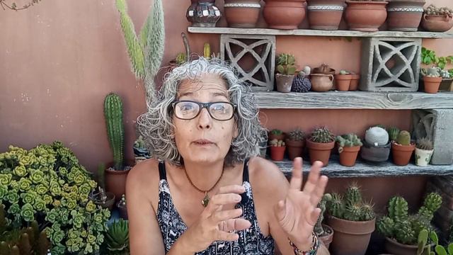 Cómo es un Intercambio de plantas suculentas y plantas tropicales #lasplantasdegeral #suculentas смотреть онлайн