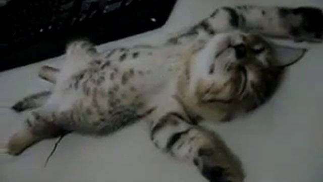 Котёнок спит на столе смотреть онлайн