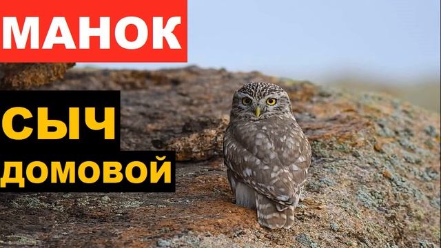 ?ГОЛОС (МАНОК) СЫЧ ДОМОВОЙ - КАК РАЗОЗЛИТЬ? смотреть онлайн