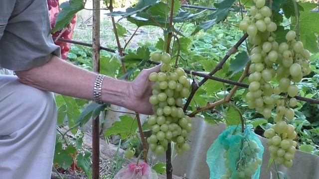 "Пальмира (Белая)" г.ф. винограда селекция Поповича Ю.В. смотреть онлайн