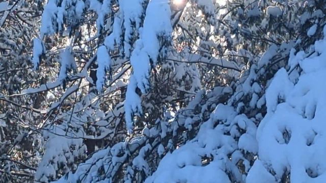 Sunlight Snow Drifting Pine Tree Winds. Wisconsin Winter Solstice 2022 смотреть онлайн