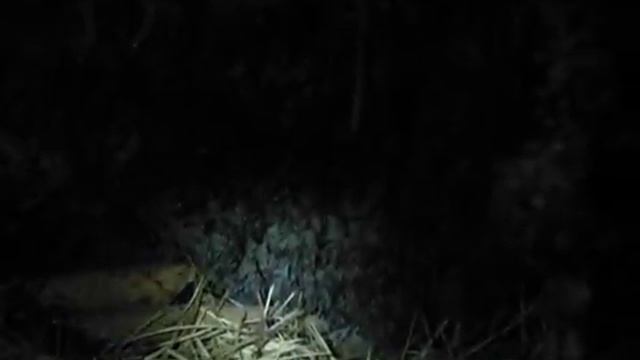 Исследование нор бобра при помощи самодельного эндоскопа. Выход № 2 (охота на норного бобра) смотреть онлайн