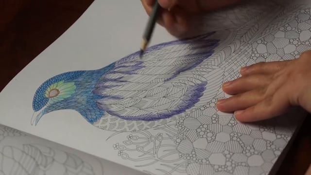 Millie Marotta's Wild Savannah Bird Colouring TimeLapse смотреть онлайн