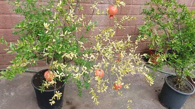 Гранат плодоношение смотреть онлайн