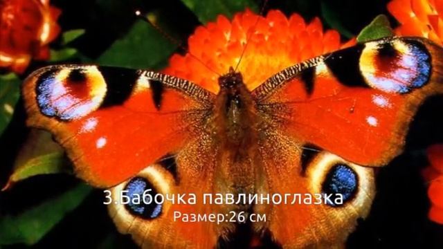 топ 5 самых больших насекомых смотреть онлайн
