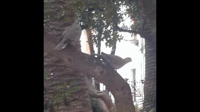 Горлицы (Streptopelia) смотреть онлайн