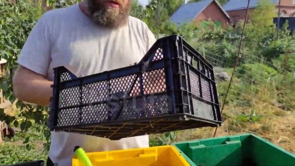 переработка СВЕЖЕГО куриного ПОМЕТА за 15 ДНЕЙ processing of FRESH chicken MANURE in 15 DAYS