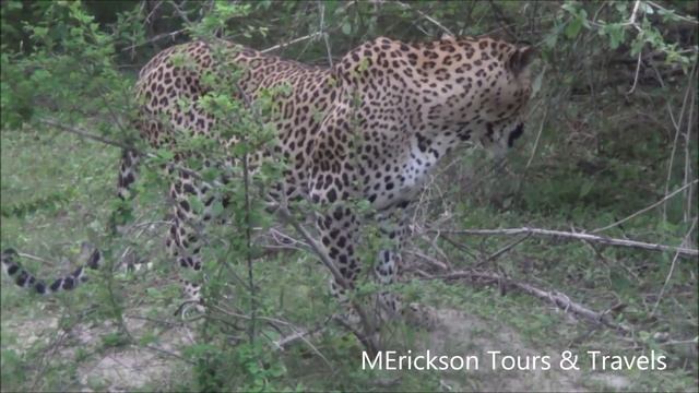 Yala National Park - MErickson Tours & Travels смотреть онлайн